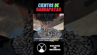 Le quitaron CIENTOS de GARRAPATAS #shorts