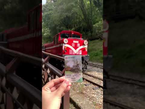 Sim, isso é em Taiwan!🇹🇼 Área de recreação da floresta nacional de Alishan (Chiayi, Taiwan)
