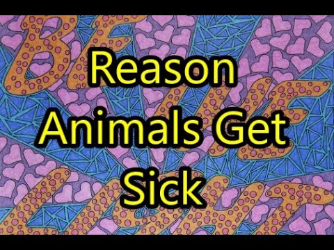 Abraham Hicks - Did You Know THIS IS WHY Animals Get Sick?