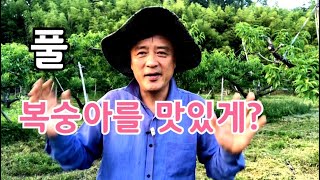 복숭아에게 풀은 약일까 독일까
