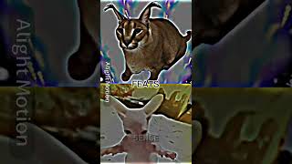 Cover art for Floppa vs bingus