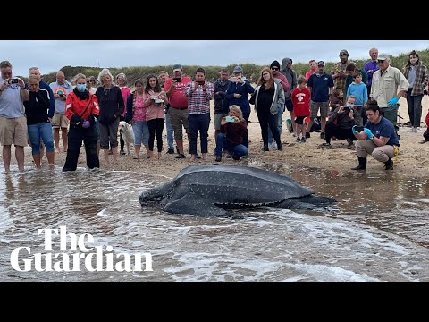 Giant leatherback sea turtle stranded on Cape Cod rescued by volunteers