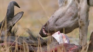 Wildebeest life and Hyenas