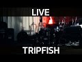 TripFish - Сфера (электро-акустика) live 
