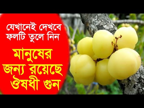 অরবরই বা  রয়েল ফলের উপকারিতা II Star Gooseberry