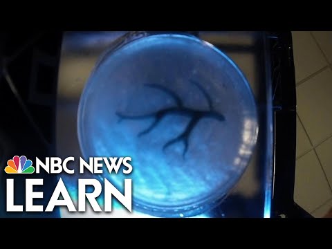 Science of Innovation: 3-D Bioprinting