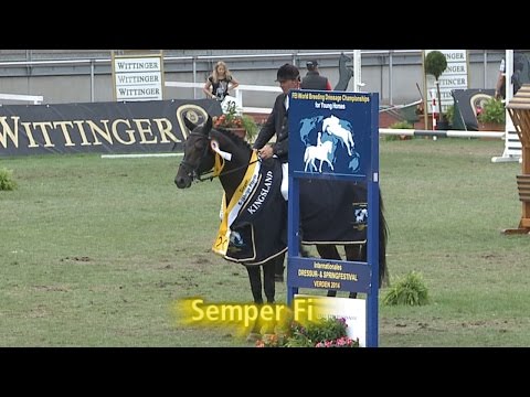 Hannoveraner Springpferdechampion 2014 der Sechsjährigen Pferde - Semper Fi
