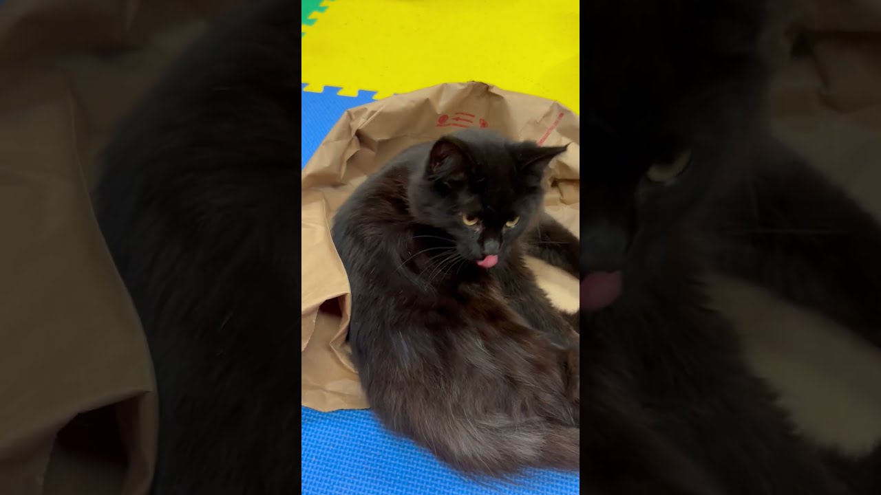Enlarge Harper, a Adoptable Domestic Long Hair in Tillamook, OR video 6/6