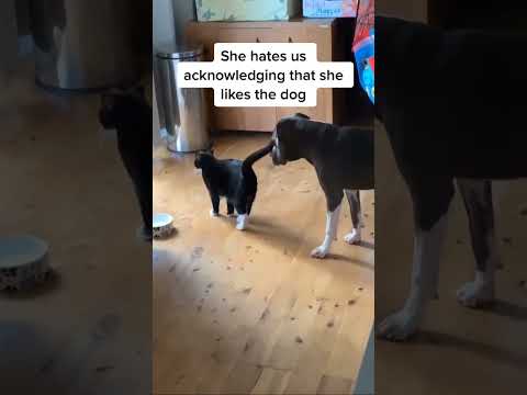 #cutecat #shorts #catvideos #funnycats @pets.of.tiktok103
