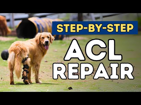 Dog ACL repair without Surgery