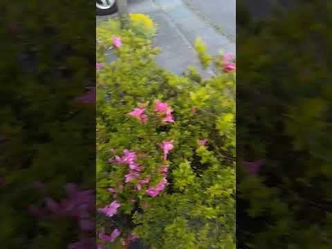 レンゲツツジが咲かないのはなぜですか?その原因と対処法をご紹介します！  庭園