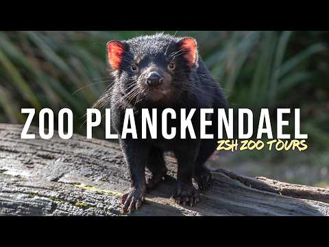 Zoo Planckendael Tour | One of Europe's Most Beautiful Zoos!