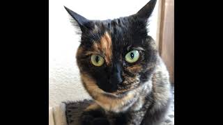 ﾍﾟｸｽ