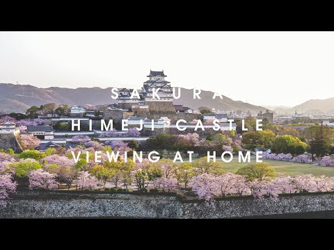 姫路城×桜×絶景【HIMEJI CASTLE VIEWING AT HOME】