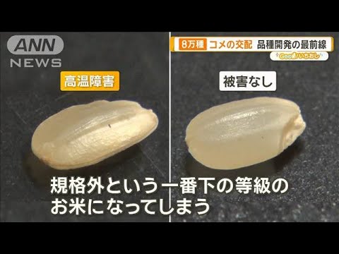 &ldquo;日本一暑い町&rdquo;埼玉・熊谷のコメ作り　猛暑に負けない品種開発【グッド！いちおし】【グッド！モーニング】(2025年6月15日)