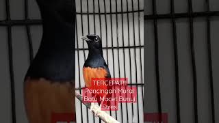 Download lagu TERCEPAT!!! Pancingan Murai Batu Macet Bunyi Stres#muraigacor #muraibatugacor mp3