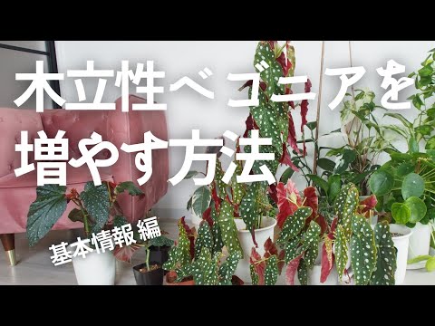 マクラータベゴニアの管理方法は？緑の親指を持っていない人にとって理想的な植物です。  庭園