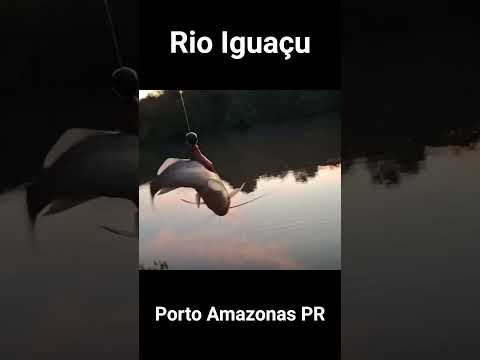 🎣🔥 PORTO AMAZONAS DEU BOM! OLHA QUANTO MANDI SAIU NO RIO IGUAÇU! 🐟
