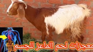 ١٠ فوائد صحيه تجبرك على تناول لحم الماعز‼️ولماذا نفضل فى الأضحية الجدى المخصى🐏🐏🐏