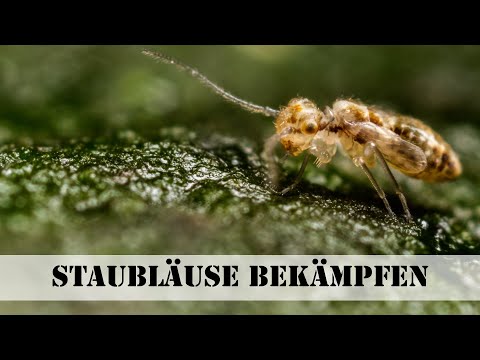 Matratzenschutz24 Youtube Thumbnail