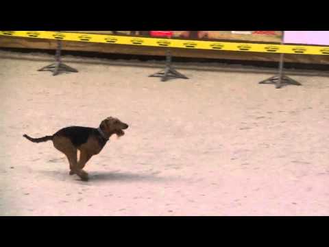 Dobby -  Kalisz 06.01.2014