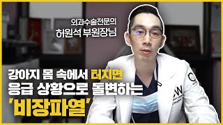 강아지 비장파열! 비장은 중요한 장기이지만 꼭 필수적 장기는 아닙니다!