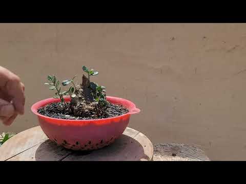 lil yamadori olive gets its start into bonsai! 😬