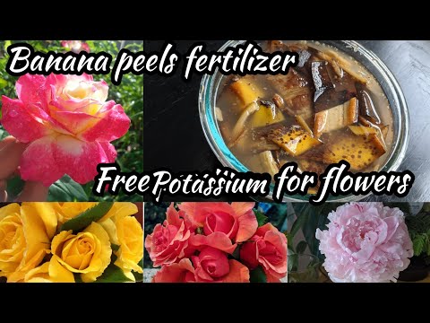 How to make Banana peels fertilizer | Free Potassium for plants | Garden DIY