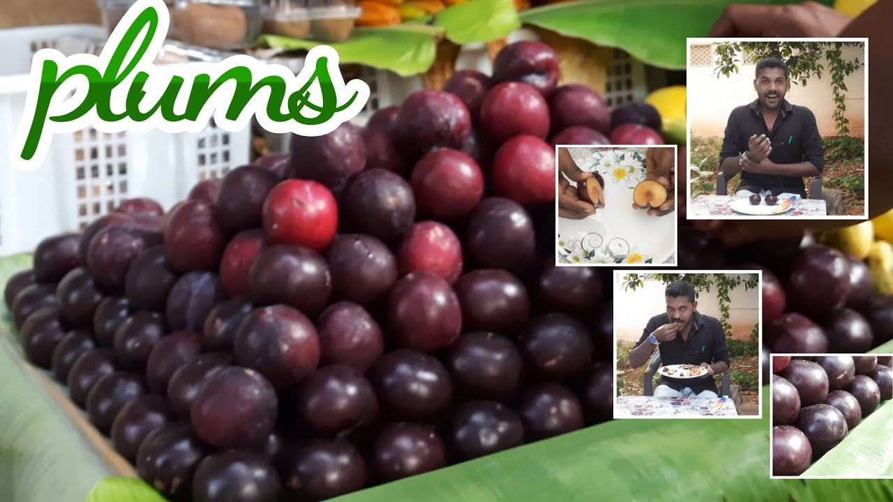 PLUMS FRUIT BENEFITS IN TAMIL பிளம்ஸ் பழம் பற்றி தெரிந்துகொள்ளுங்கள் plums fruits review and uses