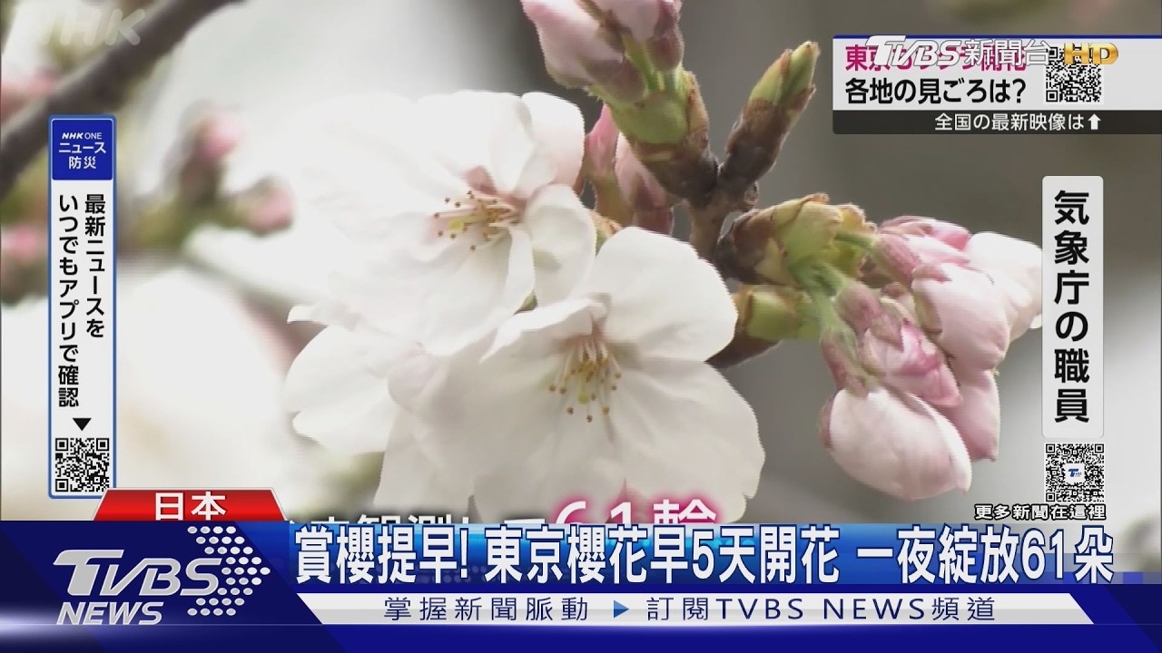 影音/賞櫻要提早!東京櫻花早5天開花 一夜綻放61朵