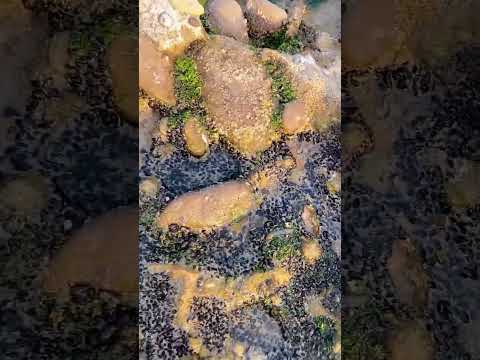 Tiny black shells#seatreasures #beachlife #beachvibes #seashell #nature #seamoss