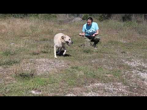 Vídeo de ASPEN