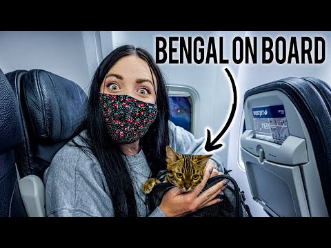 FLYING WITH A BENGAL CAT IN CABIN...   Also during COVID PANDEMIC