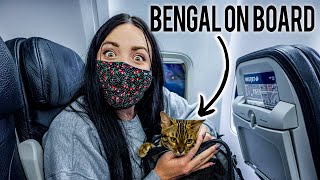 FLYING WITH A BENGAL CAT IN CABIN...   Also during COVID PANDEMIC