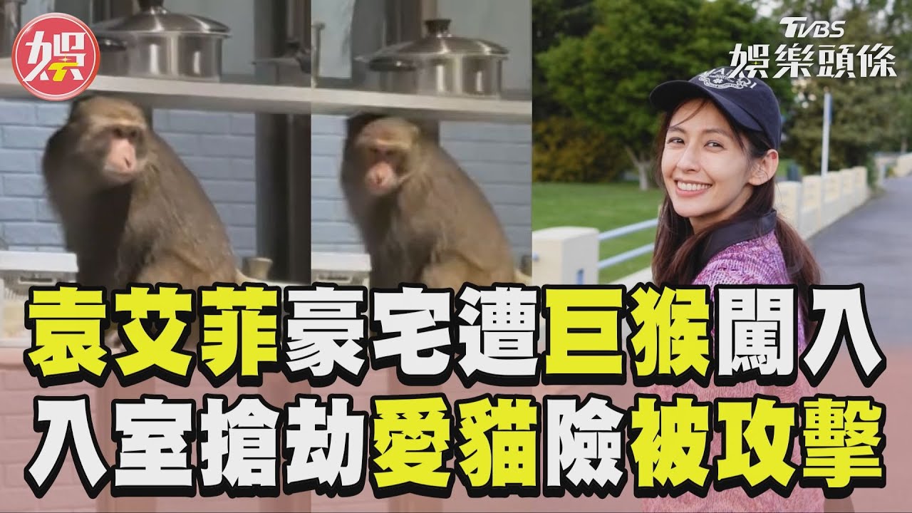 影音/袁艾菲千萬豪宅遭闖入! 飢餓巨猴「入室搶劫」愛貓受驚