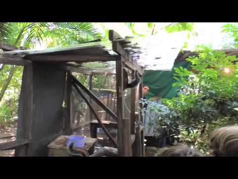 Release of Variegated Squirrels at Rainsong 30-7-13