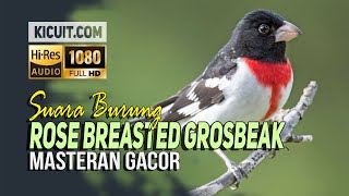 Download lagu Kicau Burung Rose Breasted Grosbeak - Burung Cantik Penyanyi mp3 Download lagu Kicau Burung Rose Breasted Grosbeak - Burung Cantik Penyanyi mp3