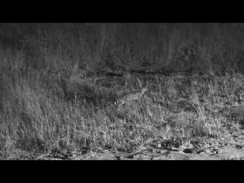 Djuma Private Game Reserve Live Stream: genet out hunting