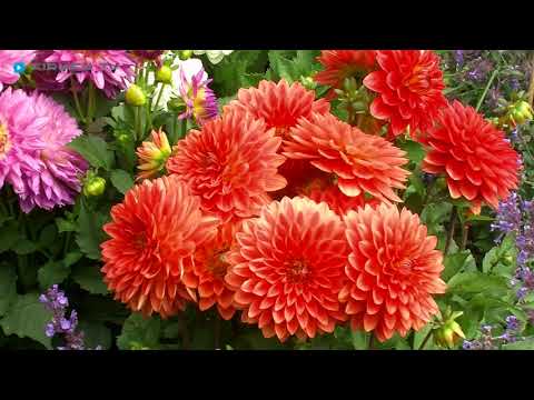 Gärtnerei in Reppenstedt, Lüneburg: GartenBaumschule TIMM - Landschaftsbau, Baumschule & Gartenbau!