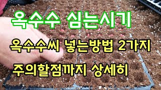 옥수수 심는시기 그리고 씨 넣는방법 대학찰옥수수 모종내기