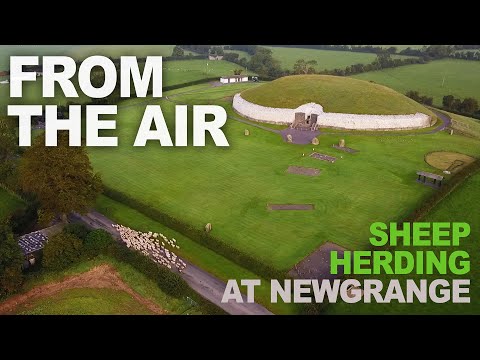 FROM THE AIR: Sheep being herded at Newgrange Farm