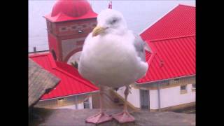 Alison Moyet- A place to stay (with lyrics)