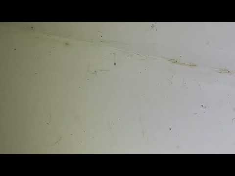 Indian Meal Moths Infesting Home in Atlantic Highlands, NJ