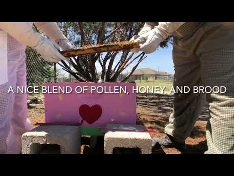 Pchela Hive Inspection 5.12.2022