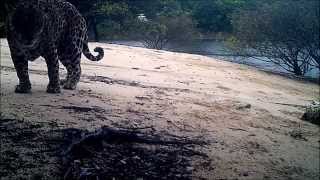 preview picture of video 'Jaguar Pair'