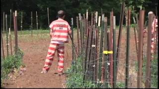 Calhoun County Jail Inmates Garden in Season