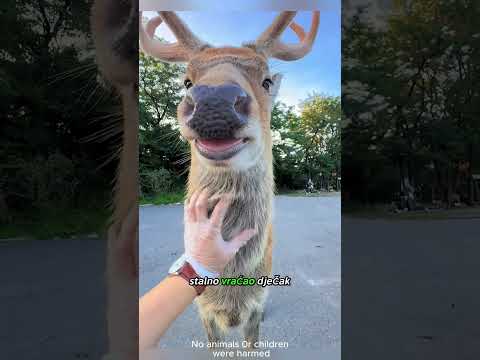 Dječak i jelen postali prijatelji!#shortsviral #viralshorts #youtubeshorts