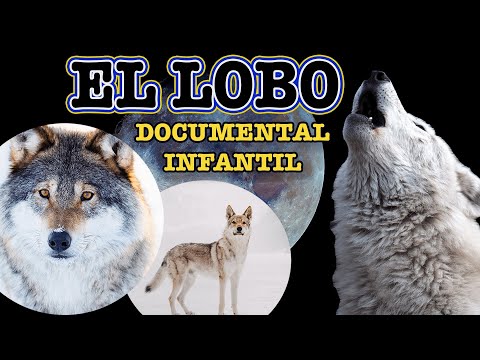 EL LOBO 🐺  🌙 | Videos educativos para niños | Los animales | Documentales para niños