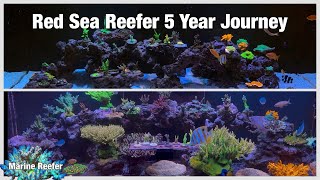 Red Sea Reefer 5 Year Journey, Acropora Reef Tank.