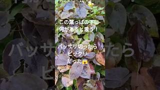 黄色いイカリソウ💛もう少し早くカットしてよ💛葉っぱの下で大騒ぎ💛😅  #garden  #庭作業  #イカリソウ #黄色い #可愛い #かわいい #山野草 #自然#short #2026年#3月31日